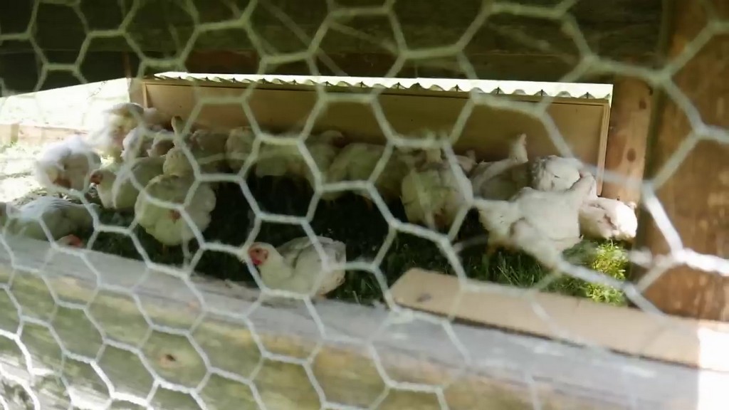 DIY homestead meat chickens inside DIY chicken tractor